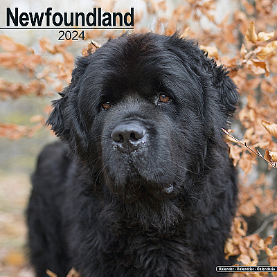 Newfoundland Calendar 2024 (Square)